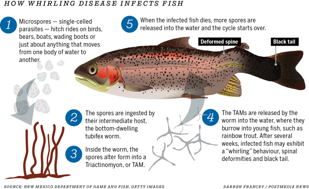 Whirling Disease In Montana - Montana Lake Book