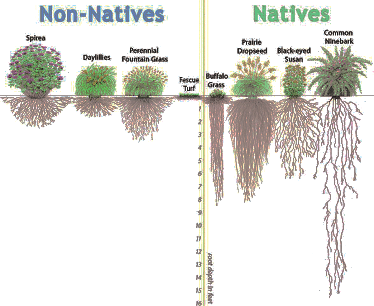 Tree Root Depth By Species